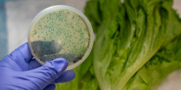Don’t serve romaine lettuce — and 4 other tips to avoid food poisoning on Thanksgiving