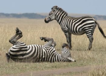 Investors seek further details on branding as Investec AM changes its stripes