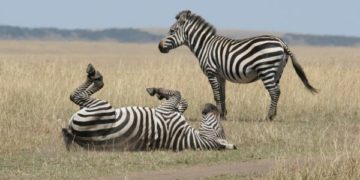 Investors seek further details on branding as Investec AM changes its stripes