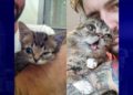Bloomington’s internet cat sensation Lil Bub dies | CBS 4 – Indianapolis News, Weather, Traffic and Sports