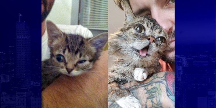 Bloomington’s internet cat sensation Lil Bub dies | CBS 4 – Indianapolis News, Weather, Traffic and Sports