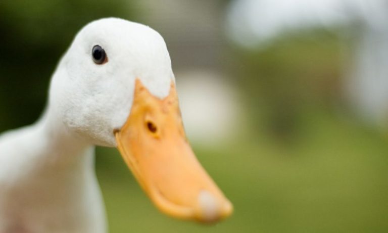 kid who needs a duck