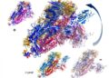 Covid-19: Future targets for treatments rapidly identified with new computer simulations