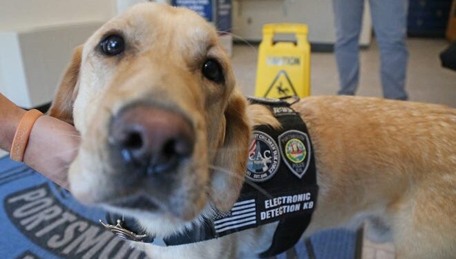 Electronics sniffing dog K-9 Niko works NH child exploitation cases