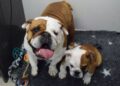 Rescue bulldog and puppy branded ‘genetic disasters’ as Norway bans breed | UK | News