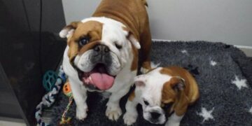 Rescue bulldog and puppy branded ‘genetic disasters’ as Norway bans breed | UK | News