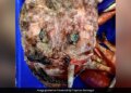 Internet Baffled As Man Posts Picture Of Deep-Sea Fish