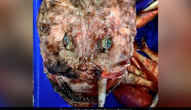Internet Baffled As Man Posts Picture Of Deep-Sea Fish