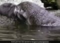 Mother Otter Teaches Its Baby Swimming, Internet Amazed