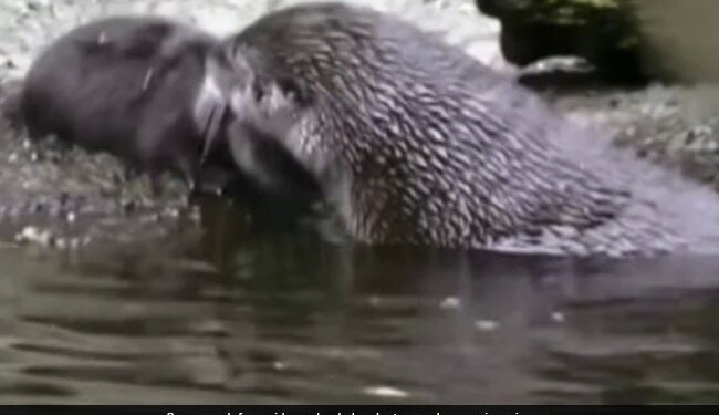 Mother Otter Teaches Its Baby Swimming, Internet Amazed Mother Otter Teaches Its Baby Swimming, Internet Amazed