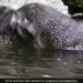 Mother Otter Teaches Its Baby Swimming, Internet Amazed Mother Otter Teaches Its Baby Swimming, Internet Amazed