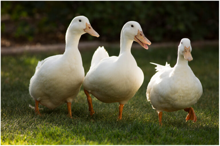 Horde of Marching Ducks Surrounds Car and Blocks Traffic, Baffling Internet