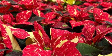 Colors of Christmas: Thousands of Poinsettias on Display | Gardening Tips and How-To Garden Guides