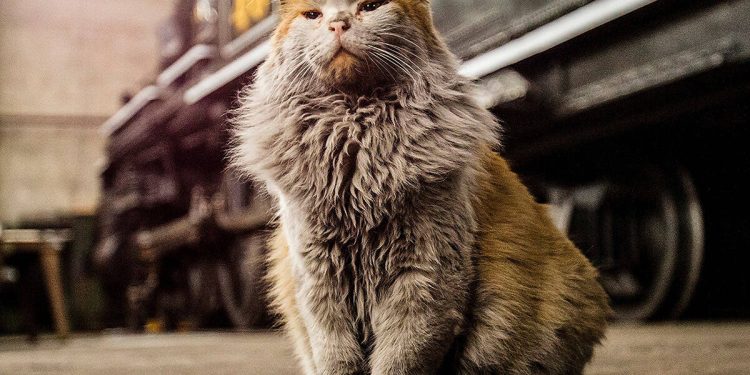 Nevada Northern Railway’s mascot Dirt honored with celebration of life
