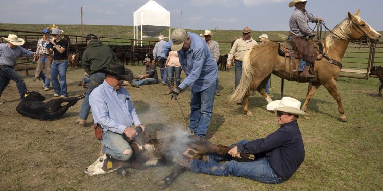 Coloradans keep traditional ranching alive on branding day